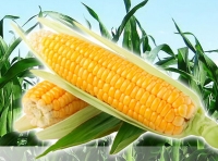 玉米 Corn